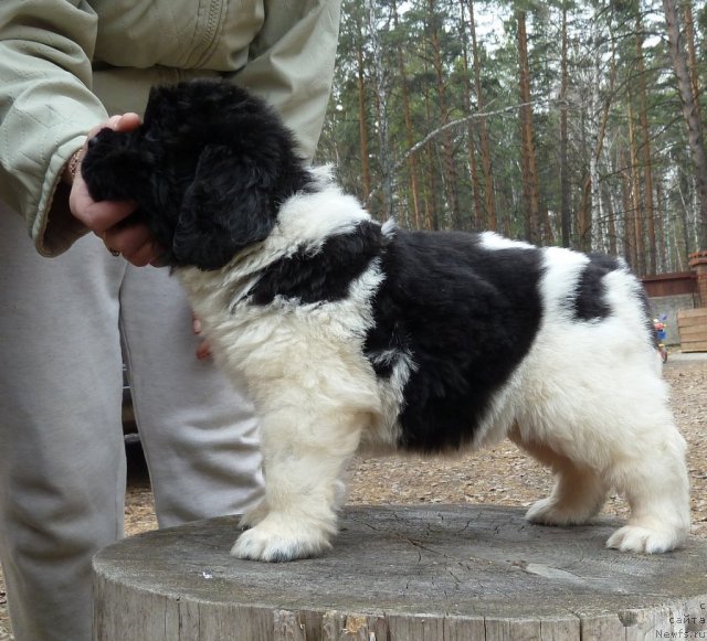 Фото: ньюфаундленд Super Premium Litoniel Vallaninor (Супер Премиум Литониэль Валланинор)