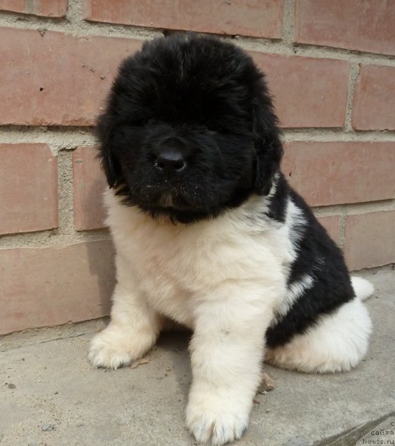 Фото: ньюфаундленд Super Premium Litoniel Vallaninor (Супер Премиум Литониэль Валланинор)