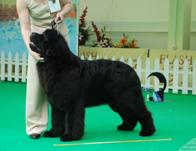 Фото: ньюфаундленд Bears Cove Lucky Break