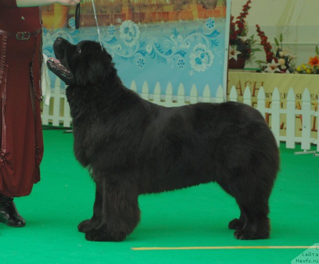 Фото: ньюфаундленд Radost Moya Dlya Sibirskogo Medvedya (Радость Моя для Сибирского Медведя)