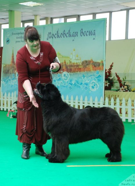 Фото: ньюфаундленд Radost Moya Dlya Sibirskogo Medvedya (Радость Моя для Сибирского Медведя)