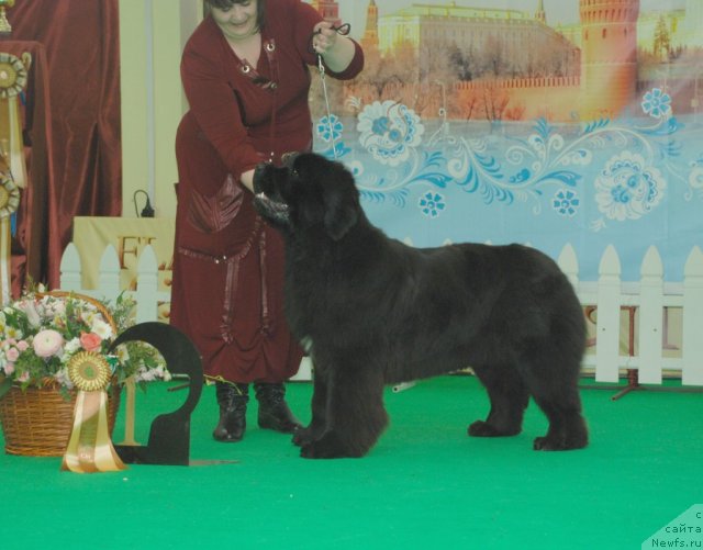 Фото: ньюфаундленд Radost Moya Dlya Sibirskogo Medvedya (Радость Моя для Сибирского Медведя)