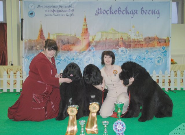 Фото: ньюфаундленд Transatlantika Nuo Ozo Kalvu, ньюфаундленд Bears Cove Lucky Break, ньюфаундленд Radost Moya Dlya Sibirskogo Medvedya (Радость Моя для Сибирского Медведя), Valeriya Rakuta (Валерия Ракута), Svetlana Vasil'chuk (Светлана Васильчук)