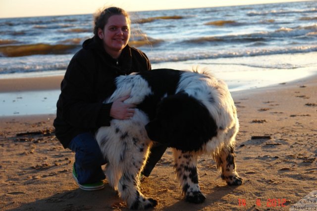 Фото: ньюфаундленд Akvian Song Zero Graviti (Аквиан Сонг Зеро Гравити), Elena Rozenfel'd (Елена Розенфельд)