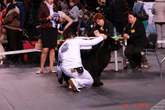 Фото: ньюфаундленд Sent Djons Handsel for Me (Сент Джонс Хендсел фо Ми), Aleksandr Rozenfel'd (Александр Розенфельд)