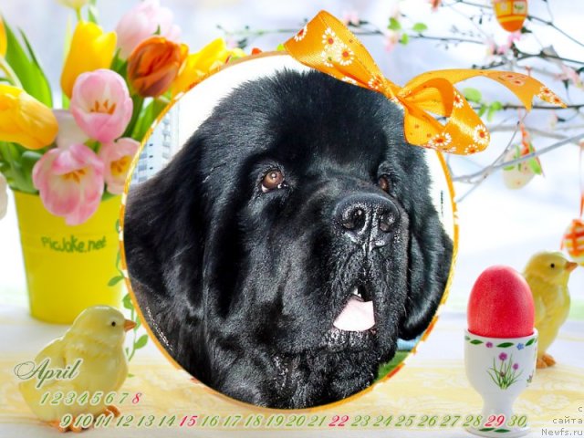 Фото: ньюфаундленд Beguschaya po Volnam Hasta la Vista (Бегущая по Волнам Хаста ла Виста)