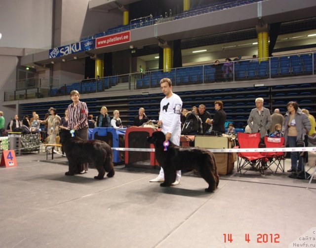 Фото: BEGUSCHAYA PO VOLNAM ZOOM ZOOM, ньюфаундленд Sent Djons Handsel for Me (Сент Джонс Хендсел фо Ми)