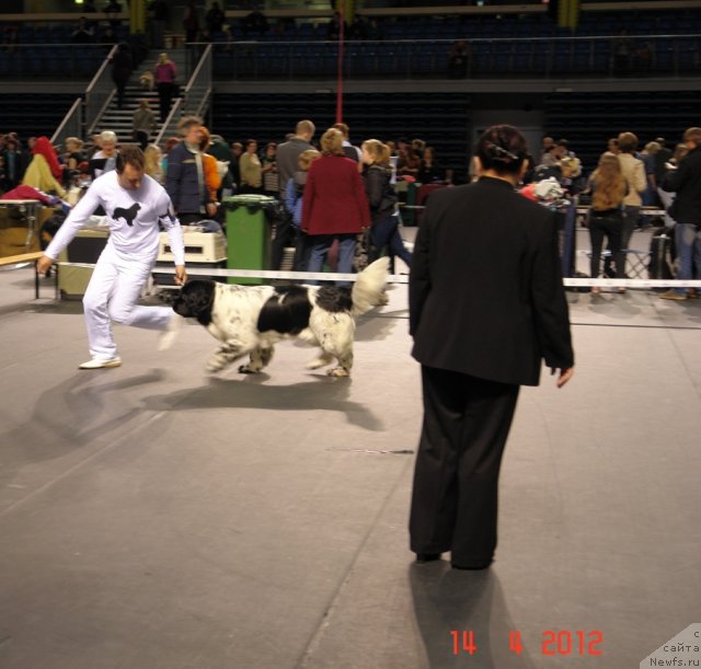 Фото: ньюфаундленд Akvian Song Zero Graviti (Аквиан Сонг Зеро Гравити), Aleksandr Rozenfel'd (Александр Розенфельд)