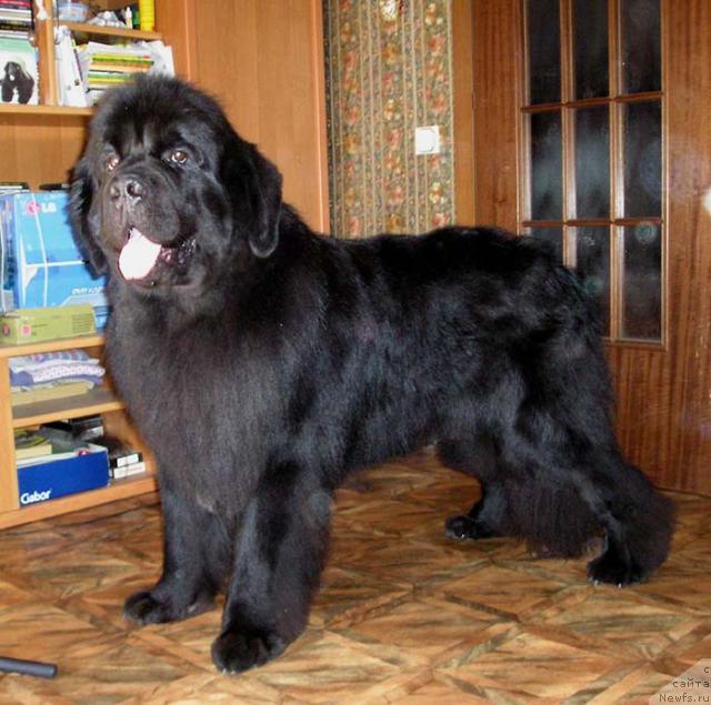 Фото: ньюфаундленд Obush Shed Edisson Nicole (Обуш Шед Эдисон Николь)