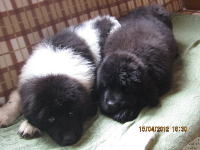 Фото: ньюфаундленд Cristalmar Cadeaux de Noel, ньюфаундленд Cristalmarnewfy Christmas Dream