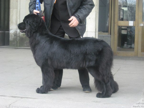 Фото: ньюфаундленд Fann'yuf Agata Kristi (Фанньюф Агата Кристи), Aleksandr Kravchenko (Александр Кравченко)
