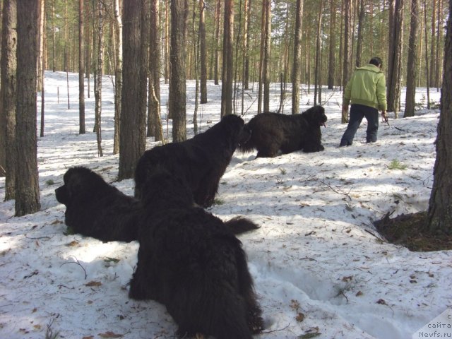 Фото: ньюфаундленд Akin Soul Sofiya (Акин Соул София), ньюфаундленд Lesnaya Skazka Lunnaya Sonata (Лесная Сказка Лунная Соната), ньюфаундленд Baryishnya (Барышня)