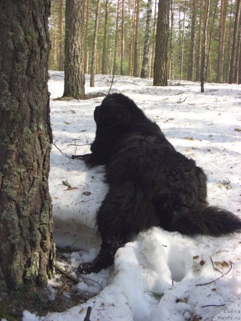 Фото: ньюфаундленд Andjel Viktorius (Анджел Викториус)