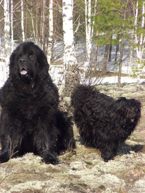 Фото: ньюфаундленд Andjel Viktorius (Анджел Викториус)