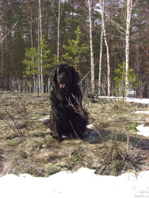 Фото: ньюфаундленд Lesnaya Skazka Lunnaya Sonata (Лесная Сказка Лунная Соната)