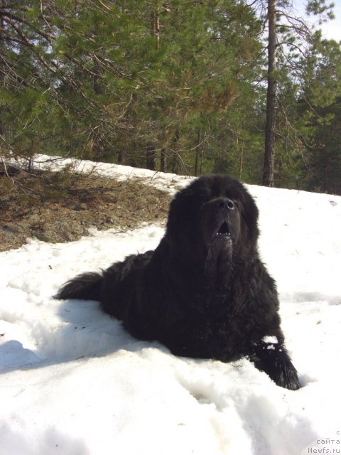 Фото: ньюфаундленд Andjel Viktorius (Анджел Викториус)