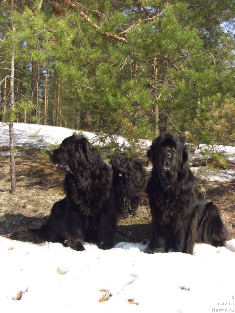 Фото: ньюфаундленд Akin Soul Sofiya (Акин Соул София), ньюфаундленд Lesnaya Skazka Lunnaya Sonata (Лесная Сказка Лунная Соната)