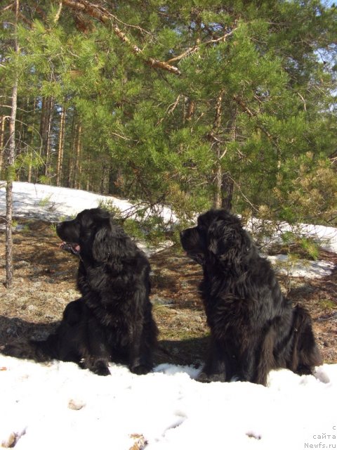 Фото: ньюфаундленд Akin Soul Sofiya (Акин Соул София), ньюфаундленд Lesnaya Skazka Lunnaya Sonata (Лесная Сказка Лунная Соната)