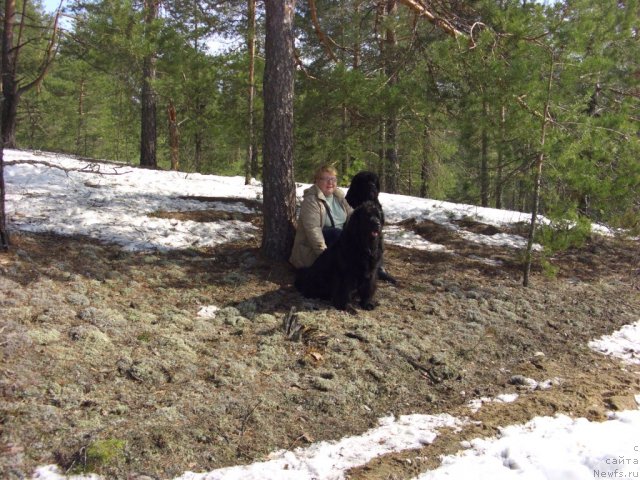 Фото: ньюфаундленд Akin Soul Sofiya (Акин Соул София), Tat'yana Prusova (Татьяна Прусова)