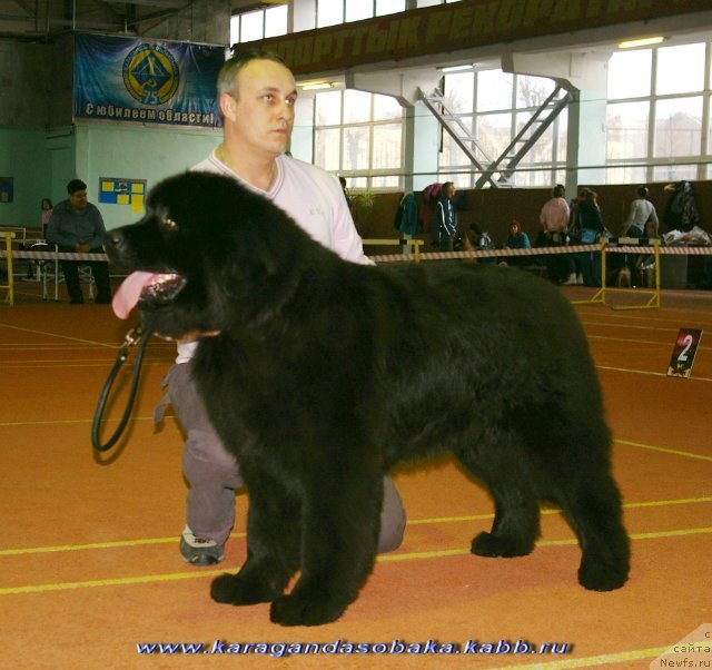 Фото: ньюфаундленд Djoker (Джокер), Maksim Poltarak (Максим Полтарак)