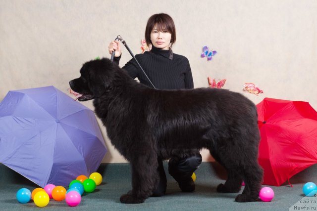 Фото: ньюфаундленд Djoker (Джокер), Saule Ibraeva (Сауле Ибраева)