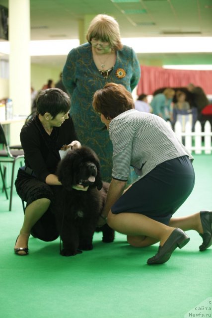 Фото: ньюфаундленд Blyek Diamond Agidel' ot Potapa Urmas (Блэк Диамонд Агидель от Потапа Урмас)