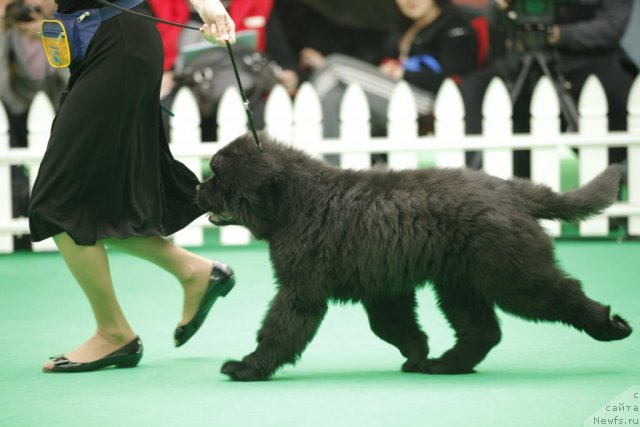 Фото: ньюфаундленд Blyek Diamond Agidel' ot Potapa Urmas (Блэк Диамонд Агидель от Потапа Урмас)