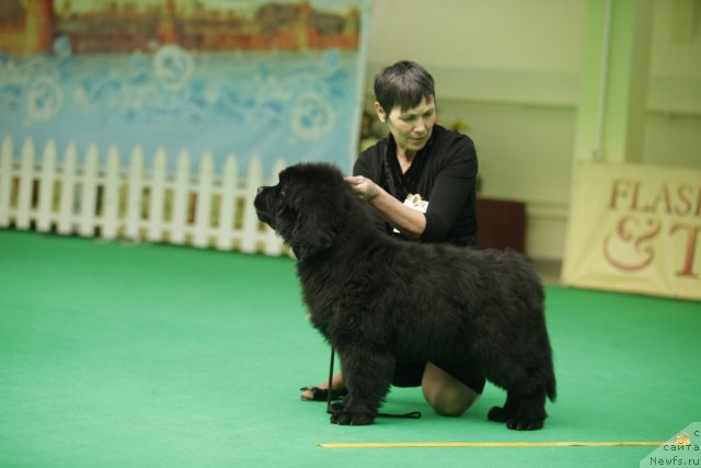Фото: ньюфаундленд Blyek Diamond Agidel' ot Potapa Urmas (Блэк Диамонд Агидель от Потапа Урмас)
