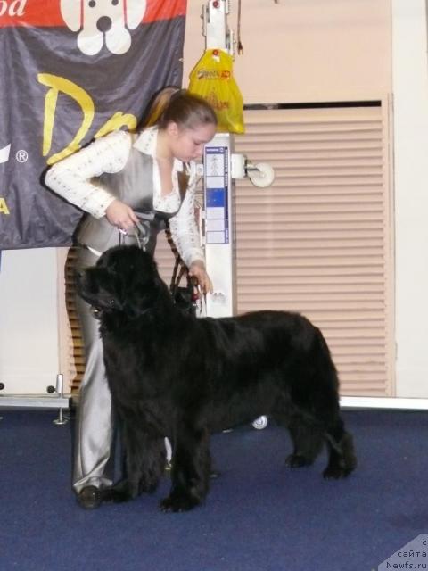 Фото: ньюфаундленд Aquatoriya Kelvin Golden Spirit (Акватория Келвин Голден Спирит), Mariya SHatilova (Мария Шатилова)