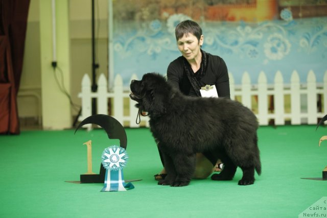 Фото: ньюфаундленд Blyek Diamond Agidel' ot Potapa Urmas (Блэк Диамонд Агидель от Потапа Урмас)