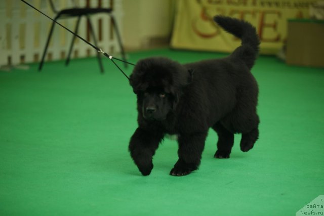 Фотография № 92463