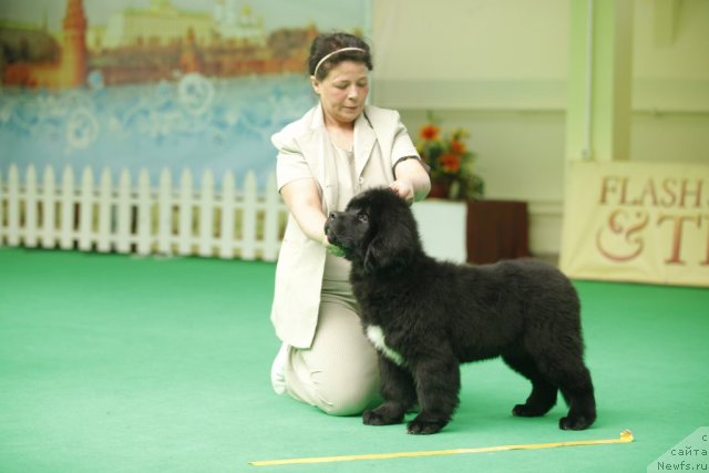 Фото: ньюфаундленд Belkonder-Club Ugli-Boogli (Белкондер-Клаб Угли-Бугли)