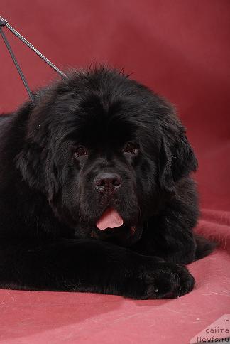 Фото: ньюфаундленд Lunnaya Sonata iz Plemeni Kedra (Лунная Соната из Племени Кедра)