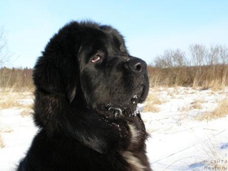 Фото: ньюфаундленд Smigar Shelkovaya Noch (Смигар Шелковая Ночь)