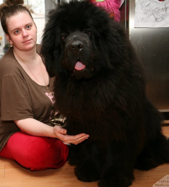 Фото: ньюфаундленд Sent Djons Handsel for Me (Сент Джонс Хендсел фо Ми)