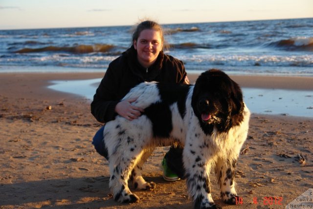 Фото: ньюфаундленд Akvian Song Zero Graviti (Аквиан Сонг Зеро Гравити), Elena Rozenfel'd (Елена Розенфельд)