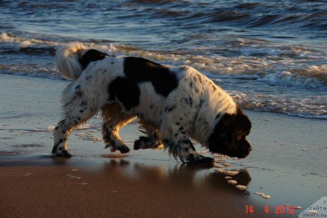 Фото: ньюфаундленд Akvian Song Zero Graviti (Аквиан Сонг Зеро Гравити)