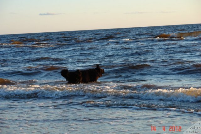 Фото: ньюфаундленд Sent Djons Handsel for Me (Сент Джонс Хендсел фо Ми)