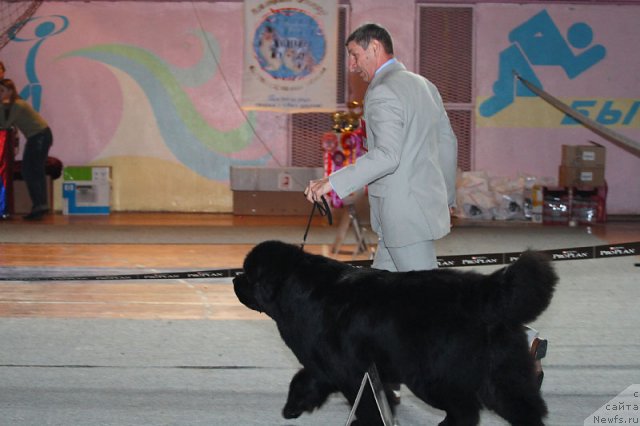 Фото: ньюфаундленд Ego Vysochestvo ot Sibirskogo Medvedja (Его Высочество от Сибирского Медведя), YUriy Rahtienko (Юрий Рахтиенко)