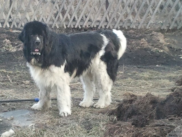 Фото: ньюфаундленд Otvajnyiy Ryicar' Ayvengo iz Tihogo Omuta (Отважный Рыцарь Айвенго из Тихого Омута)