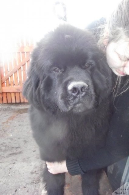 Фотография № 92519