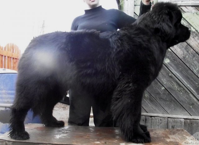 Фотография № 92522