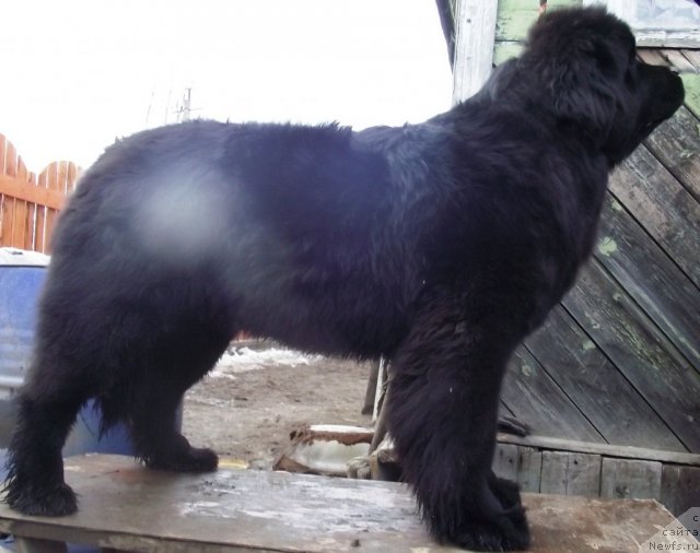 Фото: ньюфаундленд Ar'e CHernaya Sensaciya Parmyi (Арье Черная Сенсация Пармы)