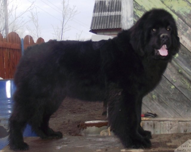 Фото: ньюфаундленд Ar'e CHernaya Sensaciya Parmyi (Арье Черная Сенсация Пармы)