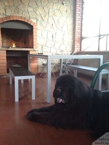 Фото: ньюфаундленд CHernyiy SHarm Alessandro (Черный Шарм Алессандро)