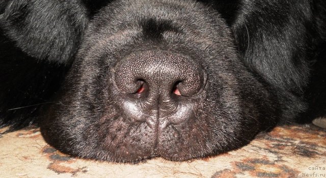 Фото: ньюфаундленд Aquatoriya Kelvin Kilimandzharo (Акватория Келвин Килиманджаро)