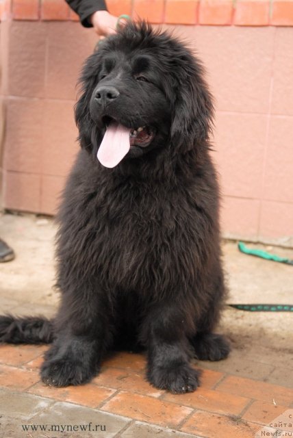 Фотография № 92545