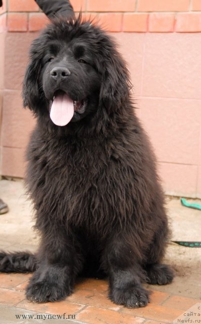 Фотография № 92546