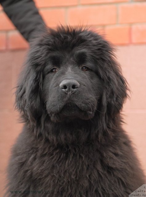 Фотография № 92547