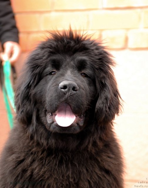 Фотография № 92549